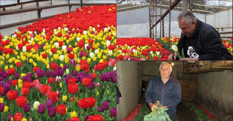 "ზურგს მაინც ვერ ვაქცევ, ყოველდღე ძველებურად ვუვლი" - საოკუპაციო ხაზთან მდებარე "ტიტების სოფლის" 35 წლიანი ისტორია და ჭკნობისთვის განწირული მოსავალი