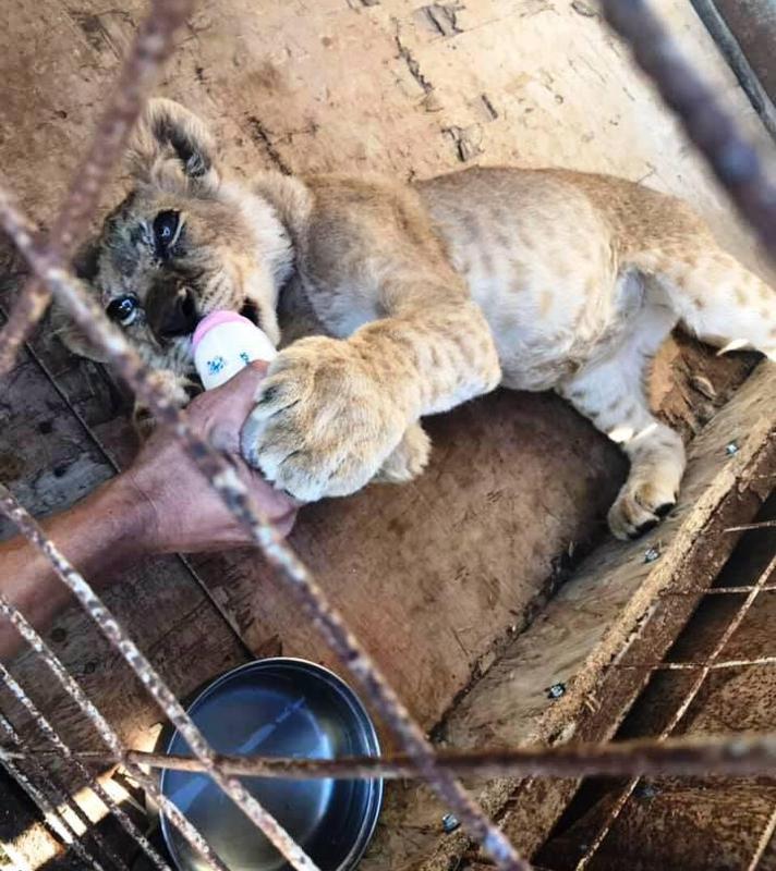აფხაზეთში, ლომების პარკში ცხოველებს შიმშილით სიკვდილი ემუქრებათ