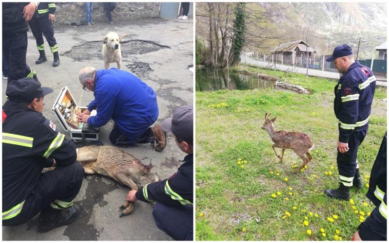 მაშველებმა წყალსაცავში ჩავარდნილი შველი გადაარჩინეს - ფოტოები ცაგერიდან