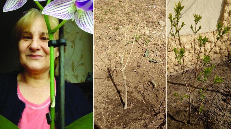 გაიცანით ქართველი ქალბატონი, რომელიც კორონავირუსისგან გამოჯანმრთელებული ყოველი პაციენტის სახელზე თავისი კორპუსის ეზოში ხეს რგავს