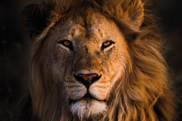 ზოდიაქოს ყველაზე ძლიერი ნიშნები ვასილისა ვოლოდინას მიხედვით