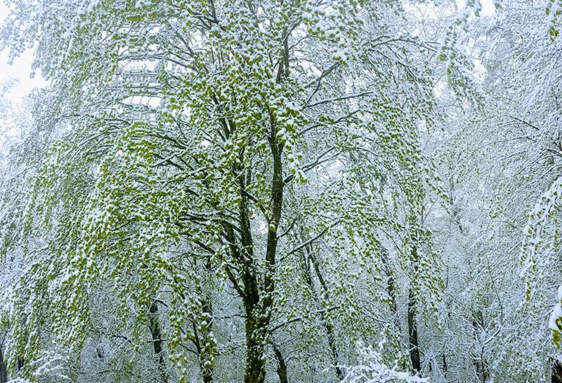 აპრილის თოვლი საგურამოში - სოციალურ ქსელში ულამაზესი ფოტოები ვრცელდება