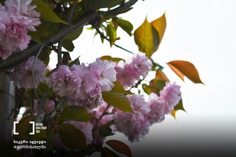 შთამბეჭდავი ფოტოები ბათუმის ბულვარიდან, სადაც საკურა აყვავდა - "რაღაცები არასდროს იცვლება"