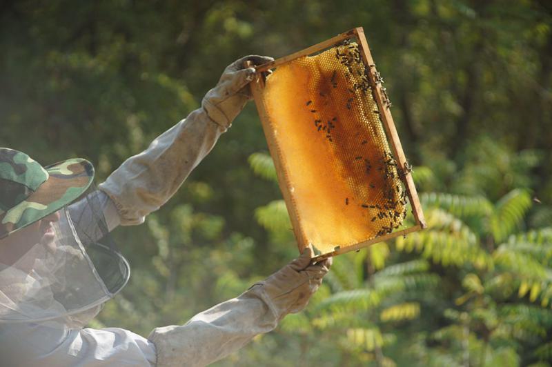 როგორ შეუძლია ქართველ მეფუტკრეს გადაარჩინოს ევროპა