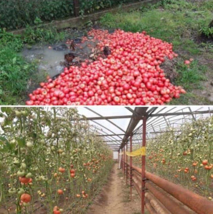 "ჩემი პირველი მცდელობა და გული მტკივა..." - ზუგდიდში ახალგაზრდა ფერმერს 4 ტონა პომიდორი დაულპა