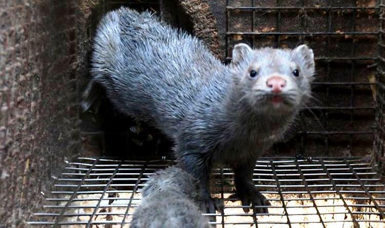 ბეწვის მწარმოებელ ფერმაში წაულებს კორონავირუსი აღმოაჩნდათ