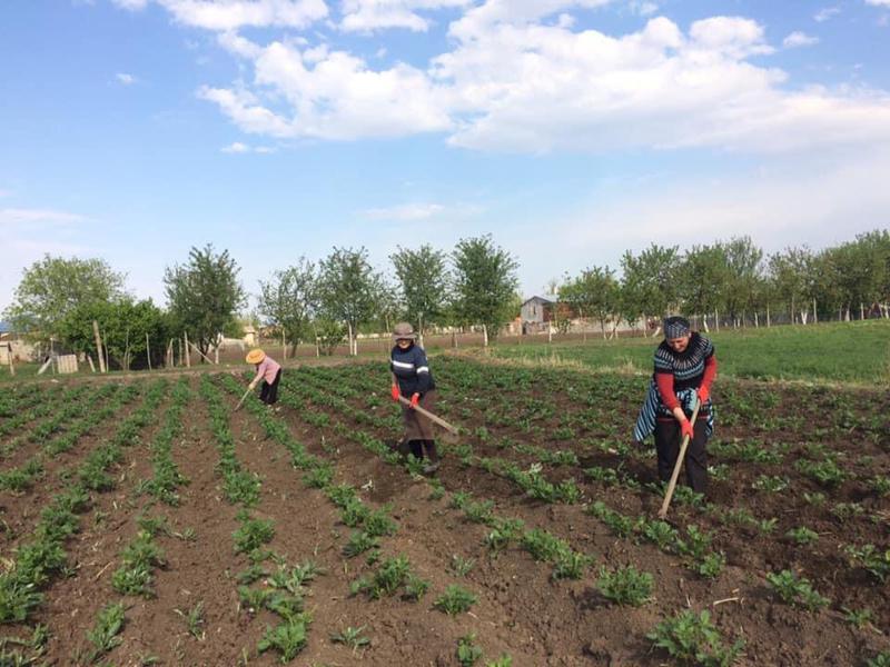 დღის ფოტო: მარნეულელმა ქალებმა COVID-19-ით ინფიცირებული ოჯახის მიწის ნაკვეთი გათოხნეს და ოჯახს კარტოფილის მოსავალი შეუნარჩუნეს