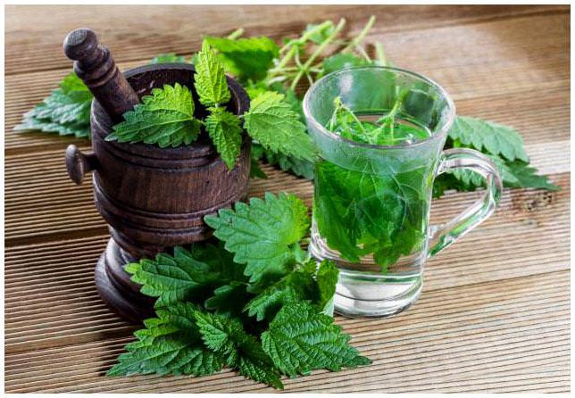 ჭინჭარი - ანთება, ანემია, დიაბეტი, გასტრიტი და კიდევ ათეული დაავადება, იმკურნალეთ მარტივად