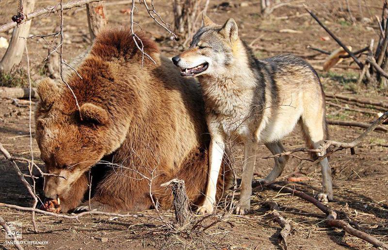 რატომ დაასახლეს თბილისის ზოოპარკში დათვები და მგლები ერთად - ადმინისტრაცია განმარტებას აკეთებს