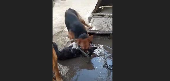 "არსებობს კანონი, მორალი..არა მგონია, რომელიმე გაძლევდეთ უფლებას მოზარდს  ნაბ....რი ეძახოთ" - რას წერს ცხოველთა მონიტორინგის სააგენტოს ხელმძღვანელი ძაღლის წამების ვიდეოზე