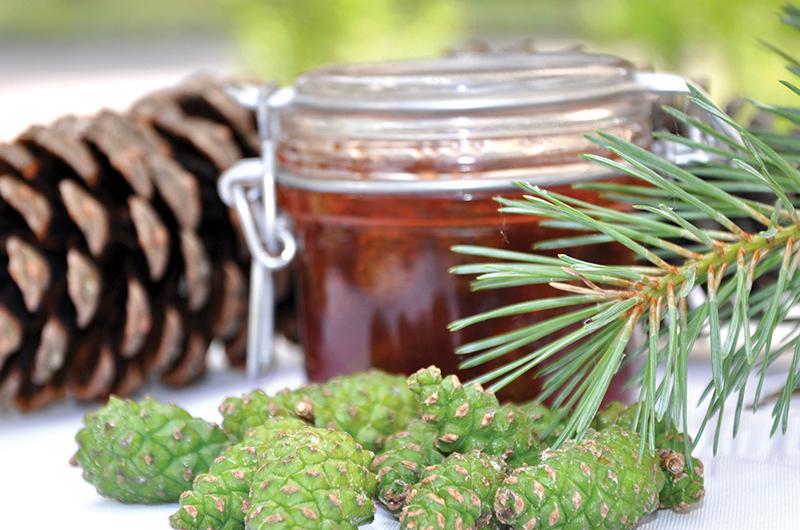 ფიჭვის გირჩები - იმკურნალეთ ინსულტის შემდეგ, აიცილეთ თრომბოზის საფრთხე და მოიწესრიგეთ წნევა