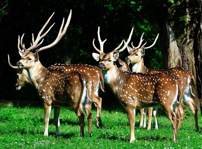 ხვალიდან შეკვეთილის დენდროლოგიური პარკი იხსნება - ნახეთ, ბადრი ვადაჭკორიას ულამაზესი ფოტოები