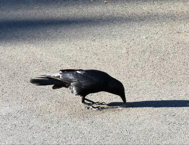 თბილისში ყვავი 5 ადამიანს დაესხა თავს