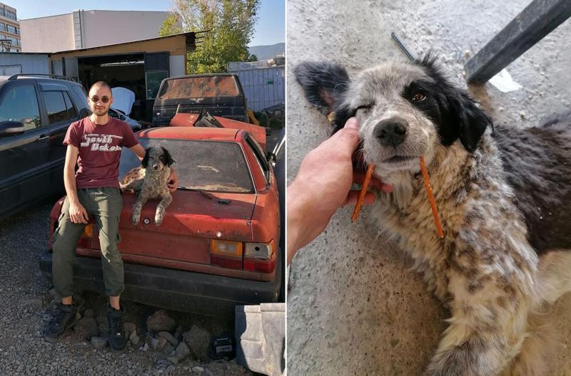 ძაღლი პატრონის "საპოვნელად" ტრაილერს თურქეთიდან ჩამოჰყვა - ემოციური ამბავი, რომელიც გულს გაგითბობთ