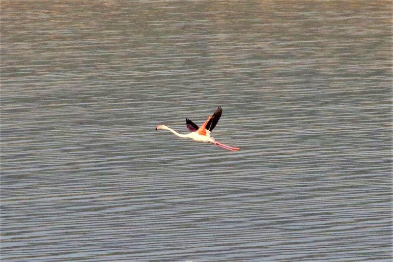 დღის ფოტო: კუმისის ტბაზე მარტოხელა ფლამინგო შენიშნეს...