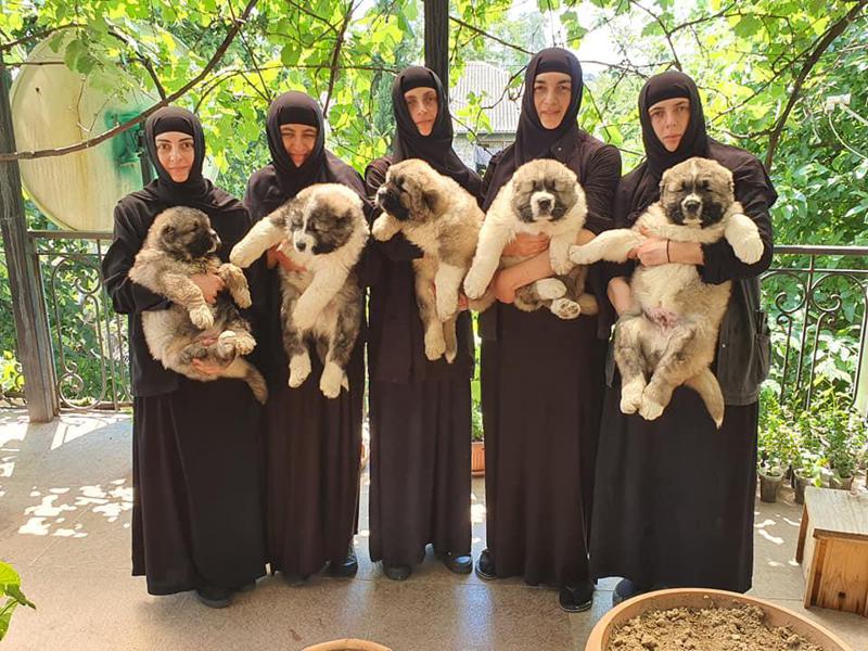 შემოქმედის ეპარქიის მონაზვნები ქართული ნაგაზის ლეკვებით - ფოტოები მონასტრული ცხოვრებიდან