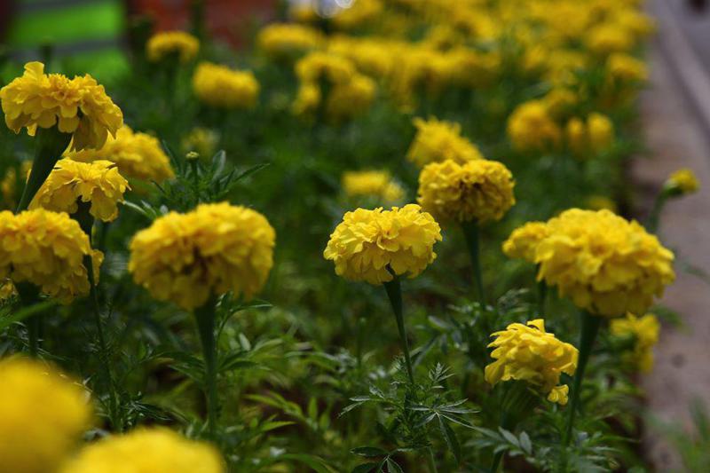 დღის ფოტო: ბათუმში მილიონ ყვავილს რგავენ