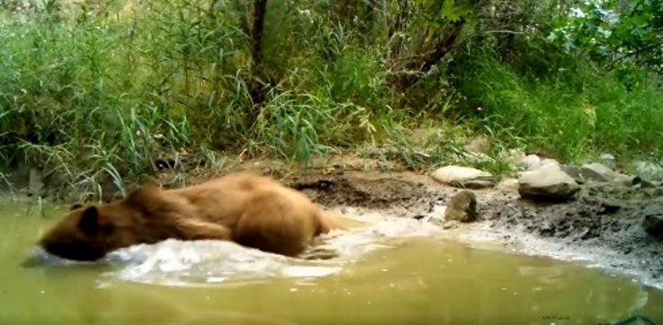 "დათვების ოჯახმა გასაგრილებლად საუკეთესო საშუალება იპოვა" - ვიდეო ვაშლოვანის ეროვნული პარკიდან