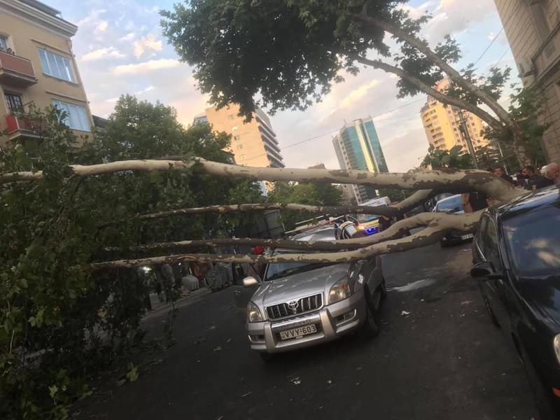 ჭავჭავაძის გამზირზე მოძრავ მანქანას ხე დაეცა - რა ფოტოებს აქვეყნებს "პარტიზანული მებაღეობა"
