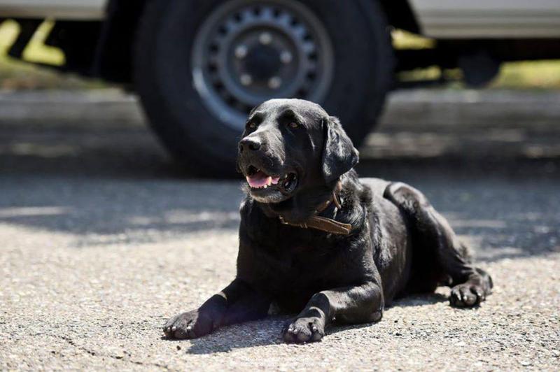 ოზურგეთში ძაღლმა ორი ბავშვი დაკბინა - მათგან ერთის მდგომარეობა მძიმეა