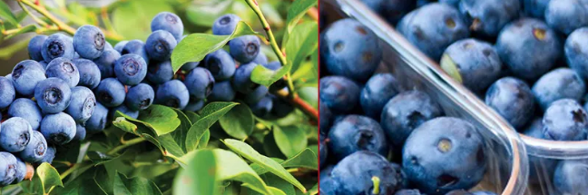 სს „ვანრიკაგროს“ აქტივები გაიყიდა - „საპარტნიორო ფონდი“ ლურჯი მოცვის პროექტს ახალ ინვესტორთან ერთად განაგრძობს