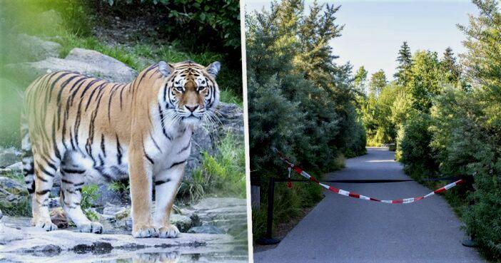 ციურიხში ზოოპარკში ვეფხვის თავდასხმის შედეგად 55 წლის ქალი დაიღუპა