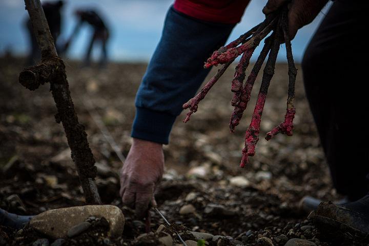 „თბილღვინო“ განაგრძობს საკუთარი ვენახების  განვითარებას