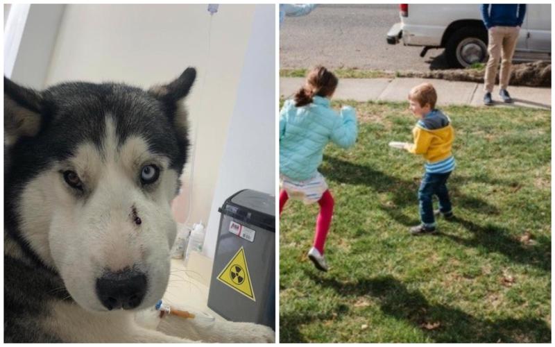 "ამ ძაღლმა ტაბახმელაში 5 წლის ბავშვი გიურზას თავდასხმისგან გადაარჩინა" - ჰასკის ემოციური ისტორია, რომელმაც ინტერნეტი მოიცვა