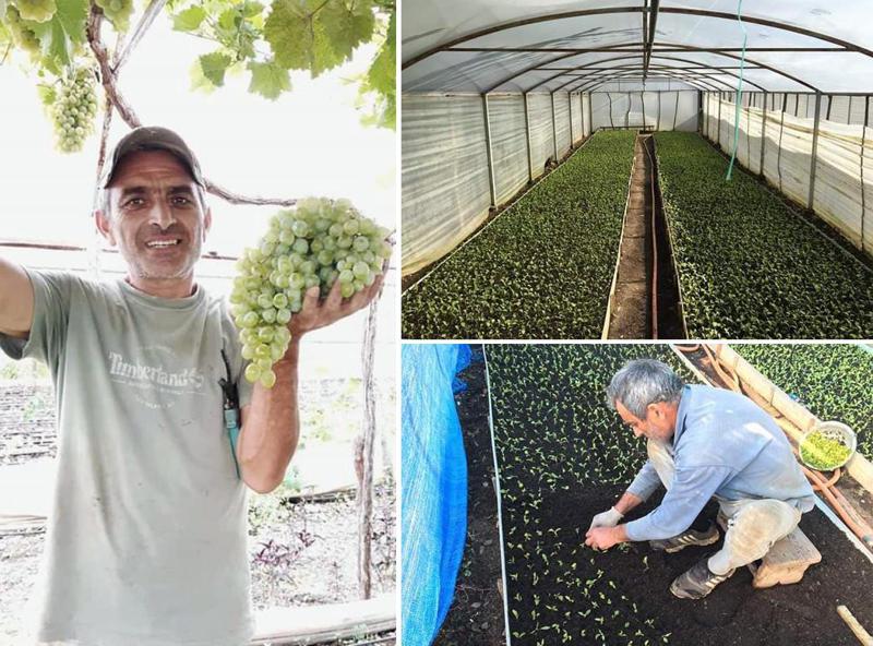 "შემოტანილი პროდუქტი შხამითაა გაჟღენთილი, უცხოეთიდან "შეღებილი ტომატი" არ უნდა შემოგვქონდეს" - წყალტუბოელი ფერმერის 15-წლიანი სასათბურე მეურნეობა