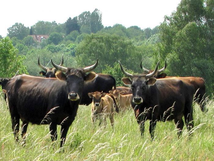 რუსთავში, ხარმა 4 წლის ბავშვს დაზიანება მიაყენა