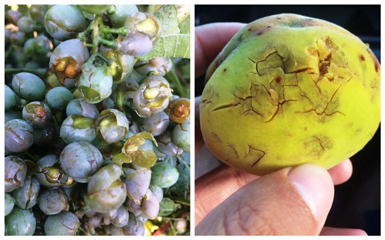 სტიქია კახეთში - სეტყვამ და წვიმამ ფერმერებს მოსავალი გაუნადგურა