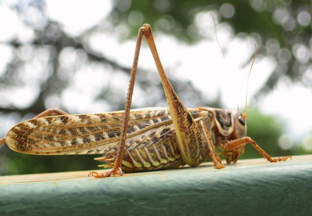 ბოლო რამდენიმე წელია კალიების ასეთი შემოსევა არ ყოფილა - "უკვე იმდენია, მე-15 სართულზეც კი შემოდიან"