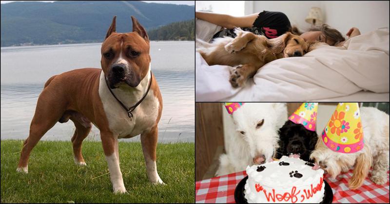 "ძაღლი არ უნდა გააადამიანოთ, მიზანშეწონილი არ არის მისი საწოლში ჩაწვენა" - როგორ უნდა აღვზარდოთ ძაღლი, რომ აგრესიული არ იყოს?