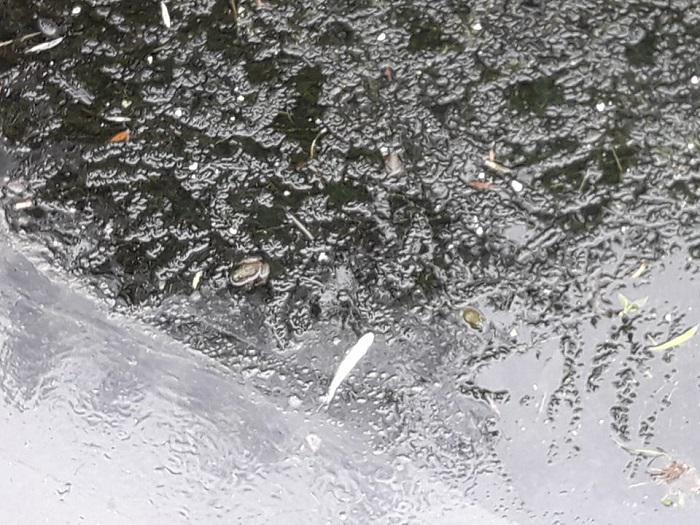 რა არის მდინარე აჭყვაში თევზების მასობრივად დახოცვის მიზეზი - გარემოს ზედამხედველობის სამსახური წყლის სინჯებს აიღებს