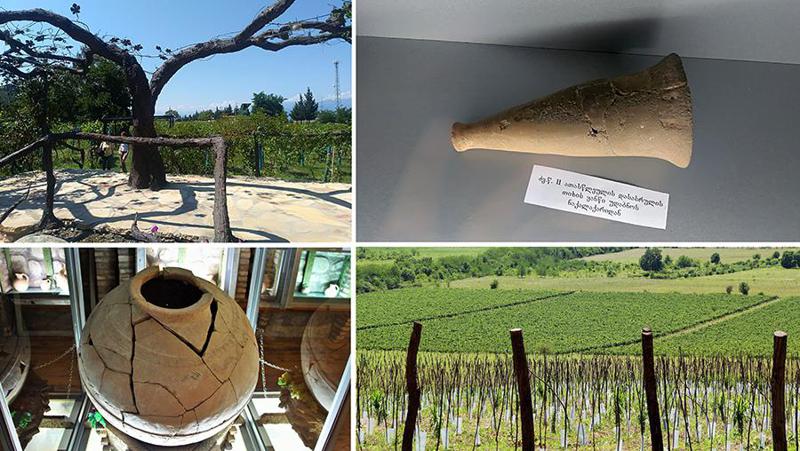 300-წლოვანი ვაზი, ვენახის უნიკალური ჯიშები და უძველესი ყანწი მსოფლიოში - რის სანახავად დადიან ტურისტები წინანდალსა და ნაფარეულში