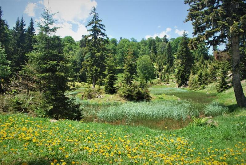 ალპური ბოტანიკური ბაღი ოფიციალურად ხვალ გაიხსნება