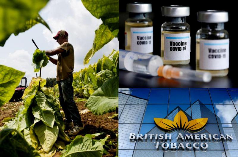 მეცნიერები კორონავირუსის საწინააღმდეგოდ თამბაქოს ნერგზე დამზადებული ვაქცინის კლინიკურ კვლევას იწყებენ