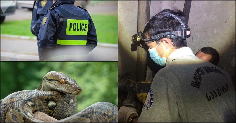 "პატრულმა დაიწყო მოსახლეობის ევაკუაცია...  "გრძელი ღამეც" იყო" - თბილისში პითონი დაიჭირეს