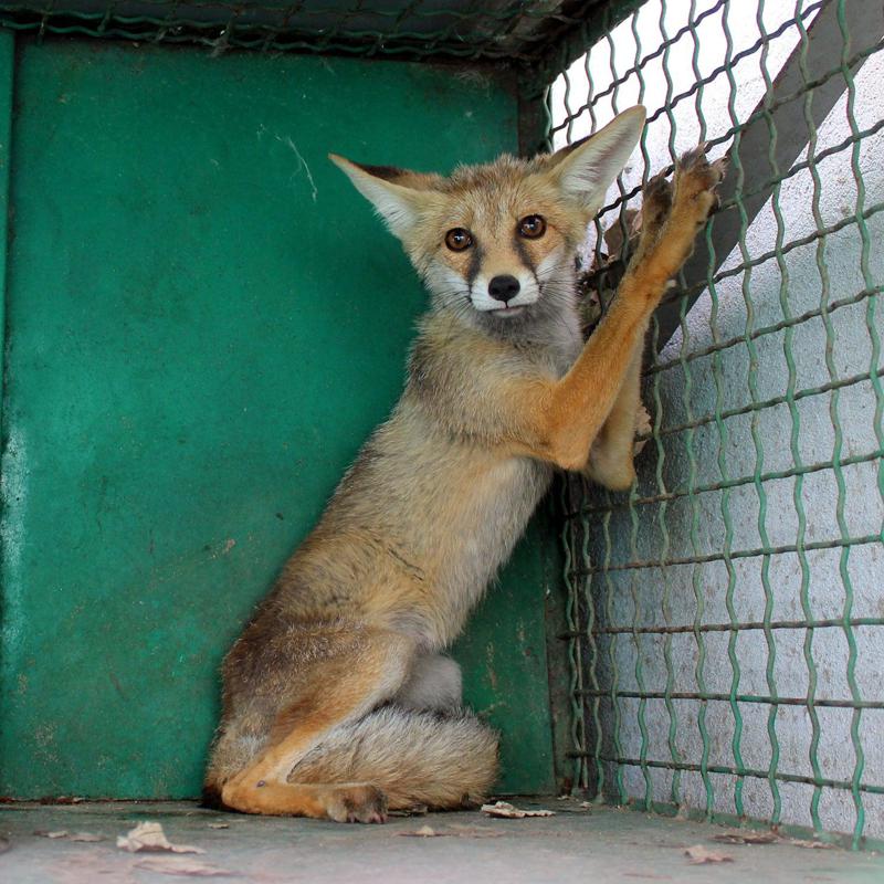 "დაატუსაღეს" მელა, რომელიც ვაკელებს სამოსს "პარავდა" - "ხან ცალი ჩუსტი იკარგებოდა, ხან ბოტასი... თანამზრახველიც ყოლია"