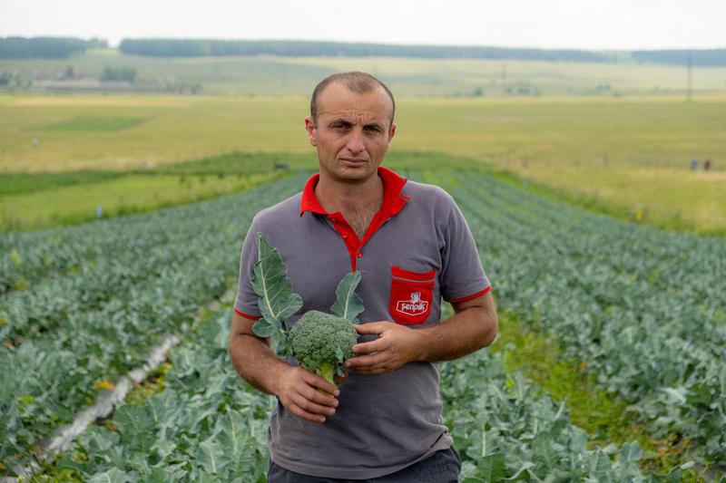 აჭარელი ეკომიგრანტი წალკაში ბროკოლის წარმოებას აფართოებს