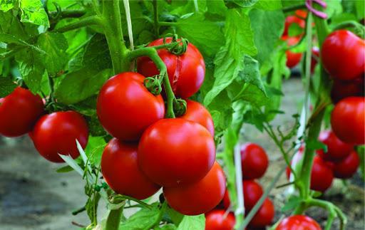 "იმის გამო დაჭრეს, რომ ქათმები მეზობლის ბოსტანში გადავიდნენ და პომიდორი შეუჭამეს“ - მეზობლები ოზურგეთში  მამაკაცის დაჭრის მიზეზზე საუბრობენ