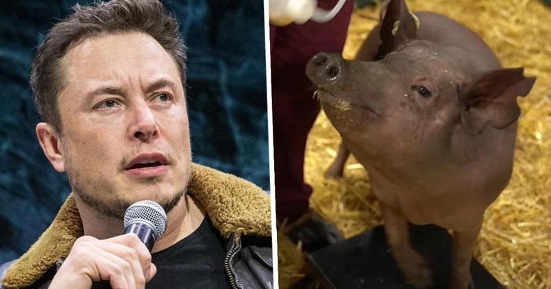 როგორი იქნება თავის ქალაში ჩასადგმელი ჩიპი? - ილონ მასკის თქმით, იმპლანტაციამ ღორის ტვინში წარმატებით ჩაიარა