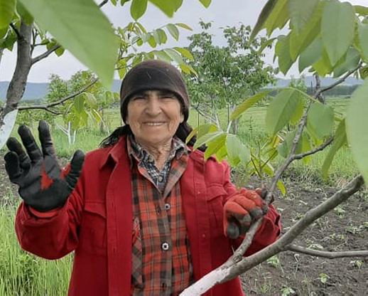 ევას ჯუჯა კაკლის ბაღი და ნერგები, რომელიც ლამის უკვე მთელ საქართველოში ხარობს - როგორ გავზარდოთ და გავახაროთ ჯუჯა კაკალი