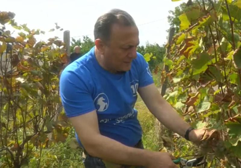 შალვა ნათელაშვილი გამარჯვების შემთხვევაში ვაზის სამინისტროს შექმნის