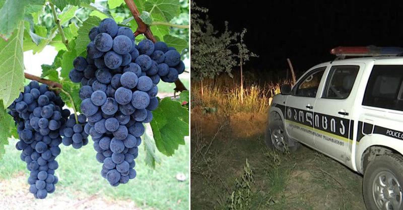 "ყურძნის ქურდები" - კახეთში, სხვისი ვენახებიდან ნახევარი ტონა საფერავის მოპარვისთვის 4 პირი დააკავეს