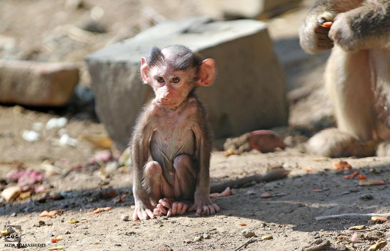 "გამელოტებული კაცის ვარცხნილობა აქვს და ქარი ხან მარჯვნიდან უქიქინებს თავზე, ხან - მარცხნიდან" - გაიცანით თბილისის ზოოპარკის ახალი ბინადარი