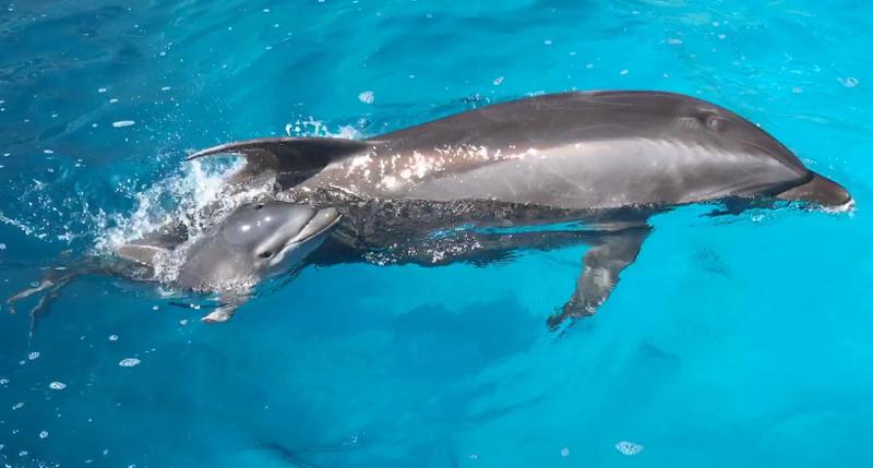 ბათუმის დელფინარიუმში მატებაა - "ჩვენს ბინადარს, ცუცას, მეორე შვილი შეეძინა... ახალბედას წონაში მატება უკვე ეტყობა"