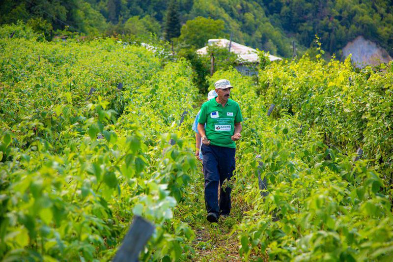 ჩემი სოფელი: კენკროვანი კულტურის მოყვანა მაღალმთიან აჭარაში