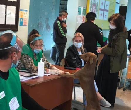 დღის ფოტო: ძაღლი საარჩევნო უბანზე