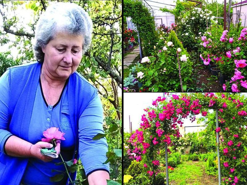 საკუთარი მიწიდან დევნილი ქალის "ედემის ბაღი" წეროვანში - "ვარდის 350 ჯიში მაქვს..სანამ ფეხზე ვდგავარ, აუცილებლად გავაკეთებ ყველაფერს.."